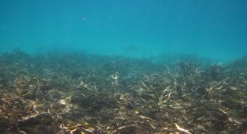 황폐해진 산호초