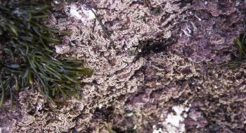 백화 현상을 일으키는 석회 조류 의 사진