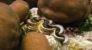 탄산칼슘으로 된 단단한 껍데기를 가진 열대 해역의 대왕조개