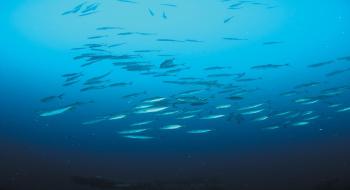 등 푸른 생선들-참치 의 사진