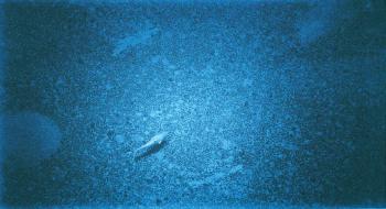 심해 평원 해저면 의 사진