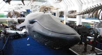 영국 런던자연사박물관에 전시된 고래 뼈 의 사진