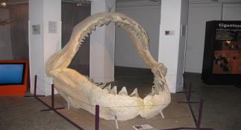 어린이들이 즐겨 사진을 찍는 상어 이빨(프랑스 열대수족관)