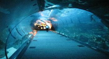 두바이수족관의 수중 터널