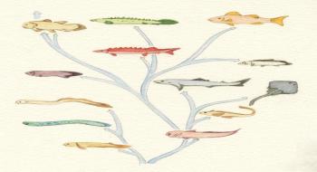 척추동물 가운데 물고기의 진화 계통도