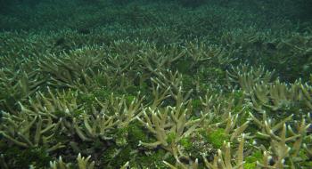 해마가사는 환경, 산호초