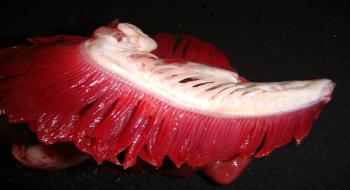 경골어류의 아가미 구조 의 사진