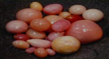 콩크조개 진주 의 사진