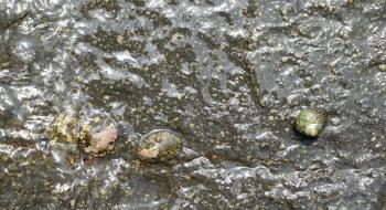 울릉도 따개비(삿갓조개류) 의 사진