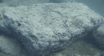 독도 동도와 서도 사이의 갯녹음화된 해저 바위 의 사진